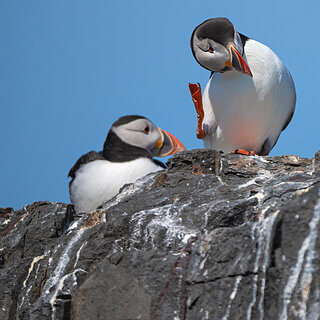 Farne Islands - Puffins